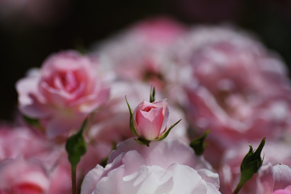 Rose Bud Is Resting  by Joy Watson